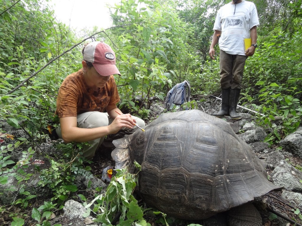 Julie Sheldon marks a tortoise with an ID number, to avoid re-examination.