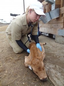 Michelle checking calf