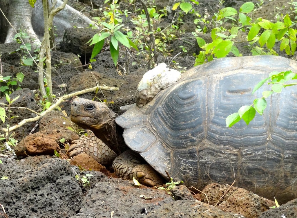 Tortoises outfitted with GPS units helped the researchers track their movements.