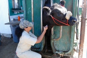 Roxann injecting cow