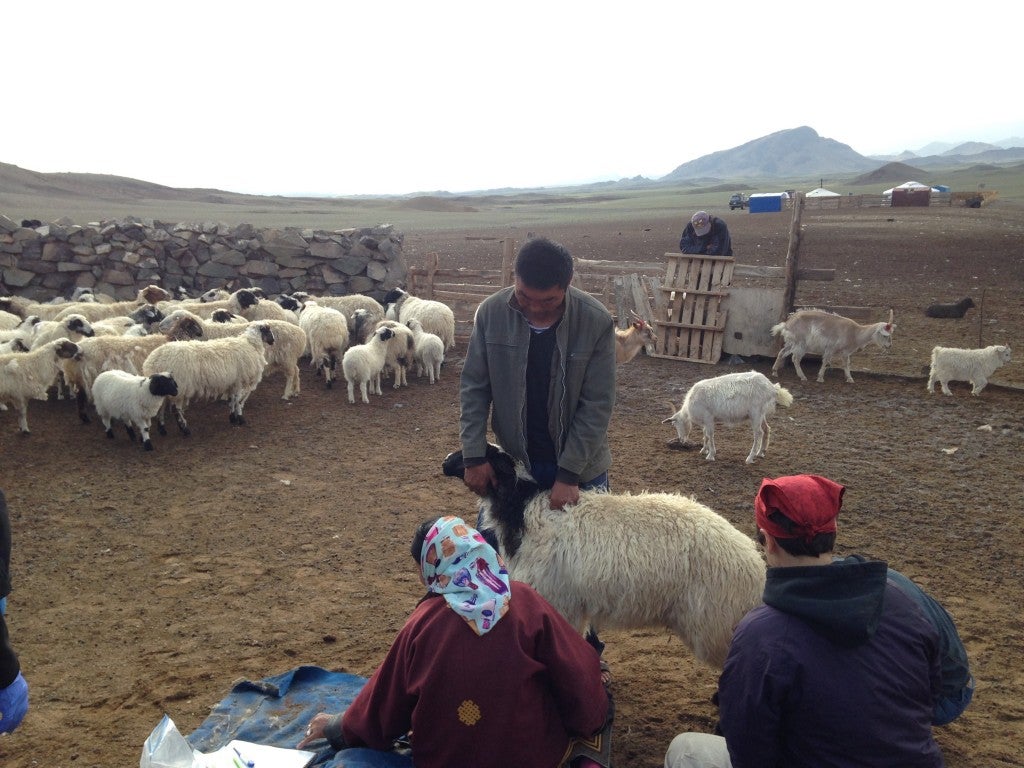 Mongolia herds
